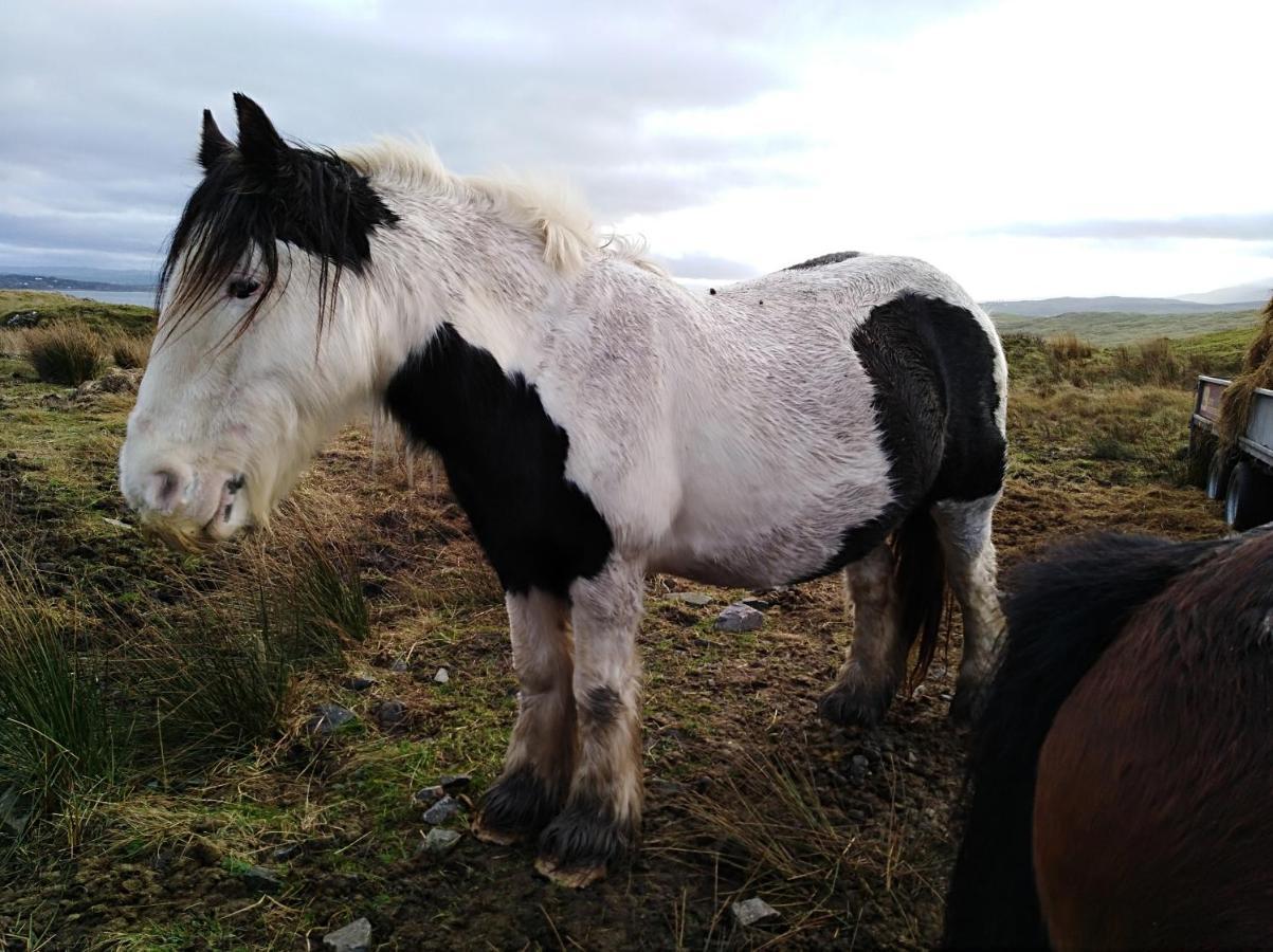 Madra Rua Organic Accommodation Ballyliffin Esterno foto